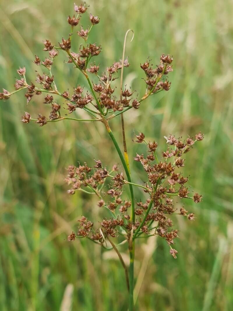 Juncus acutiflorus fruit