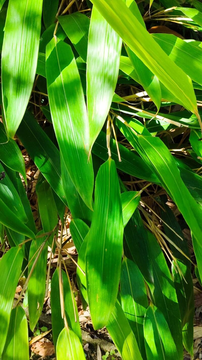 Sasa veitchii habit