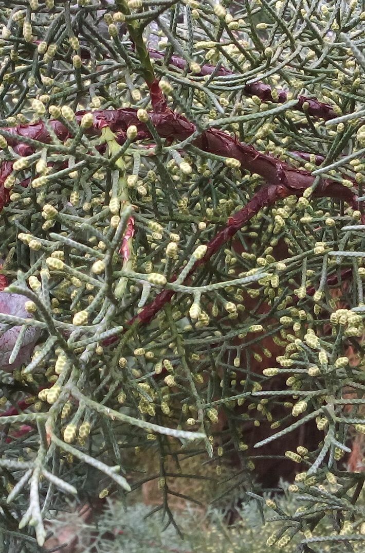 Cupressus bakeri flower