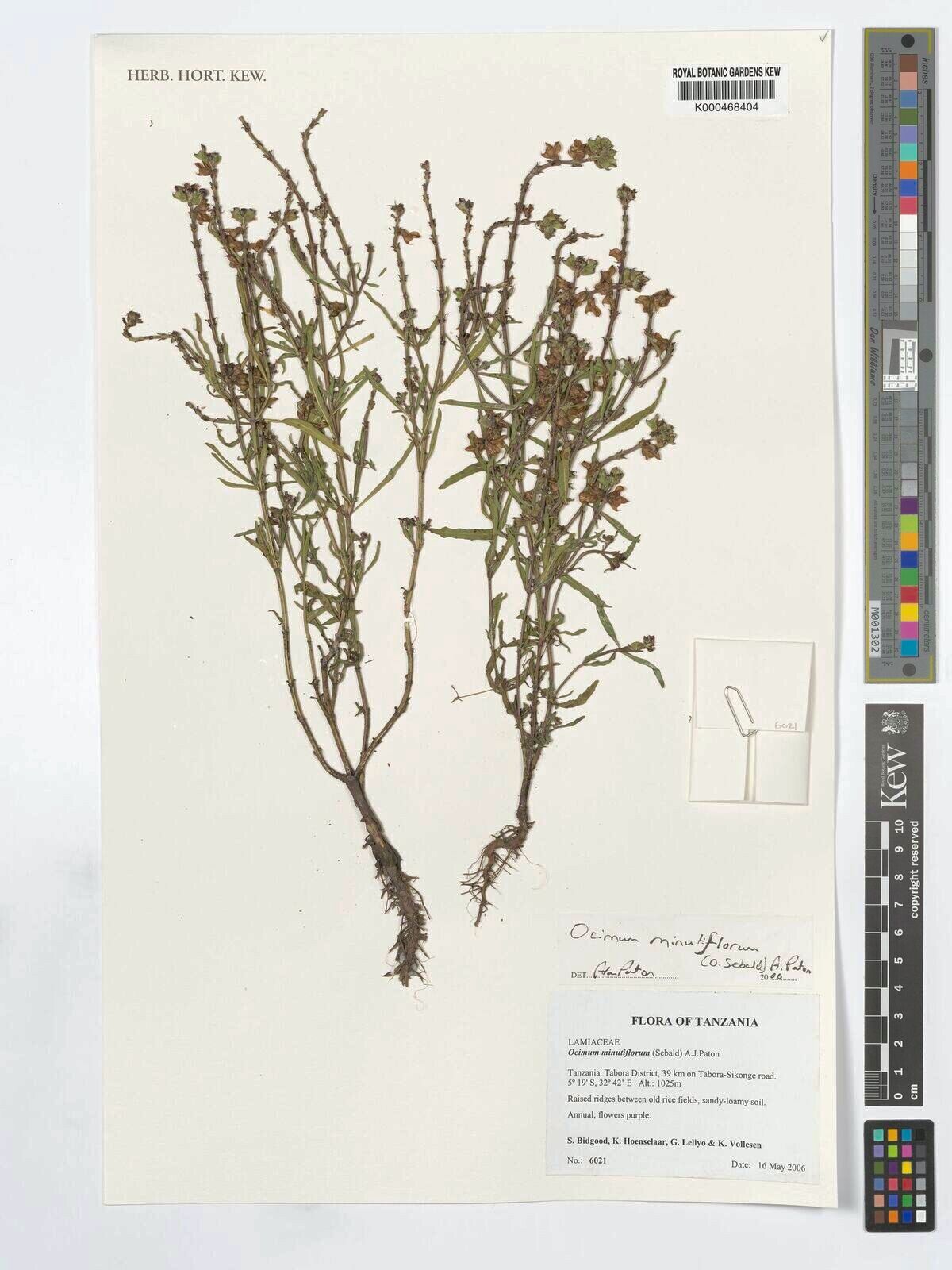 Ocimum minutiflorum — search result for 'Ocimum'