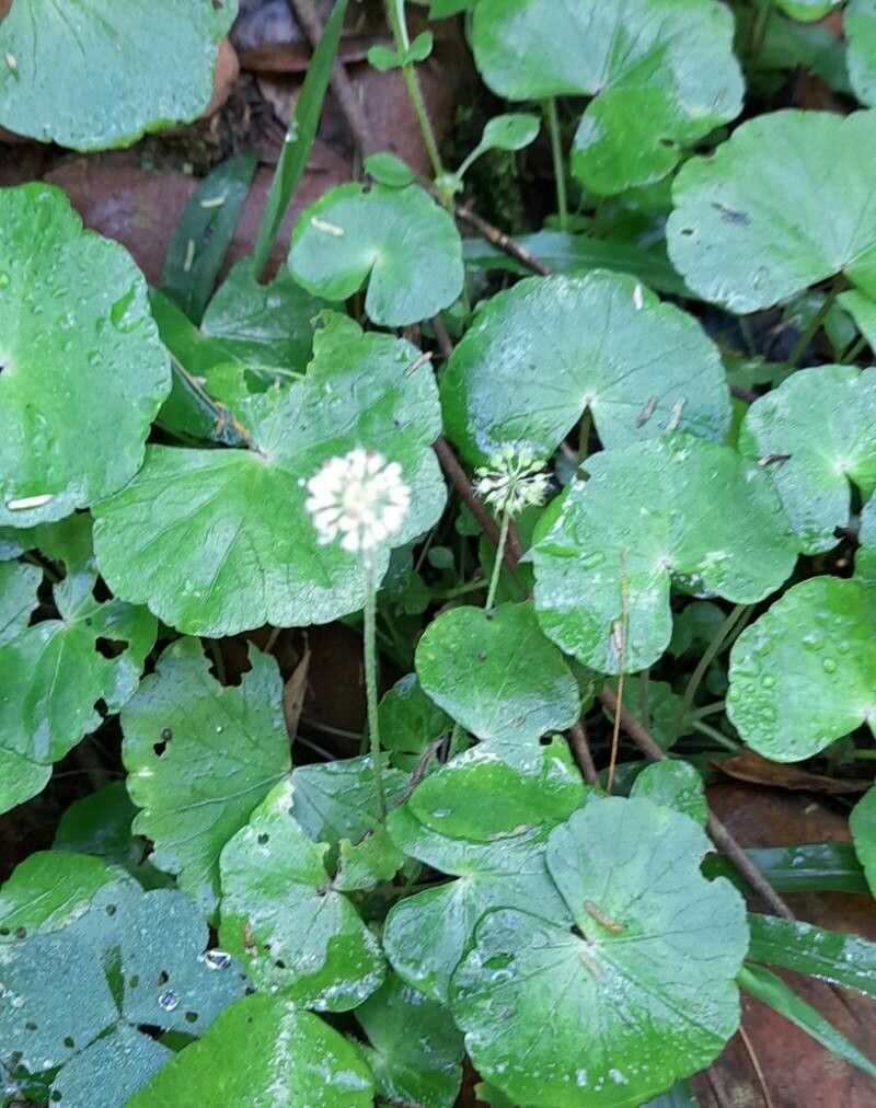Hydrocotyle callicephala habit