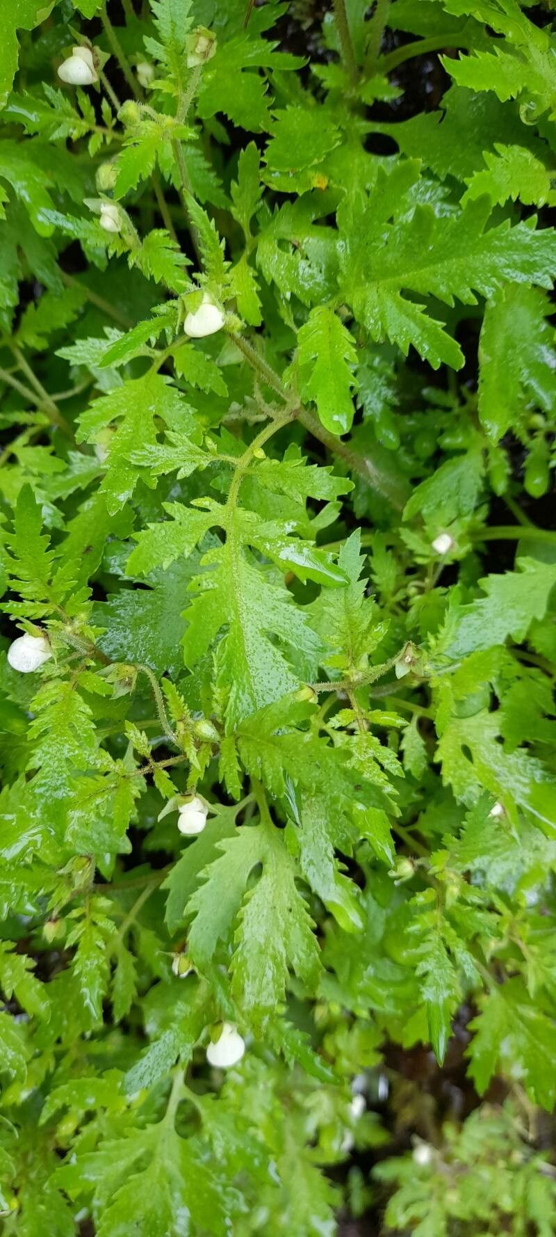 Calceolaria conocarpa — houseplant care guide