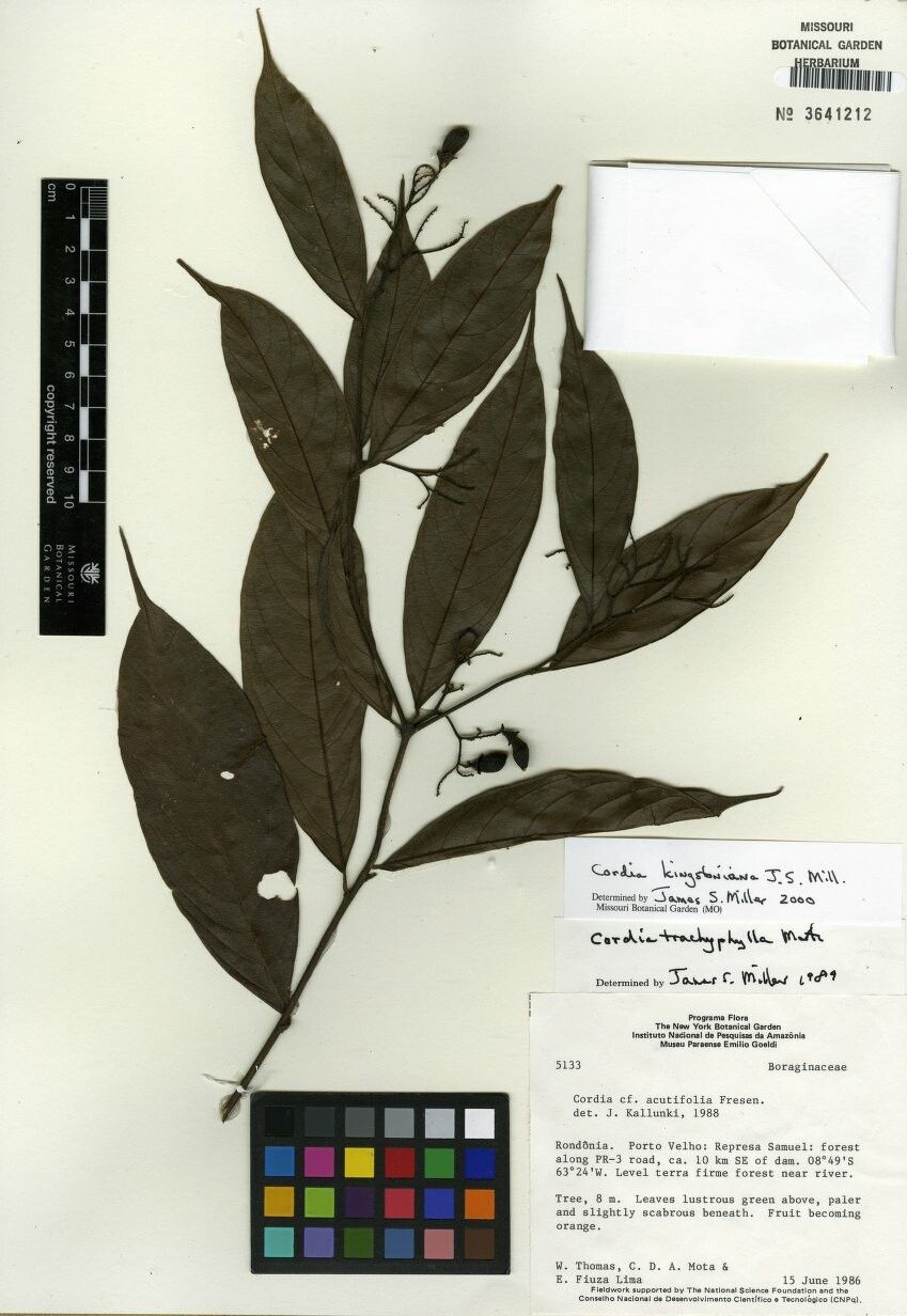 Cordia kingstoniana — houseplant care guide