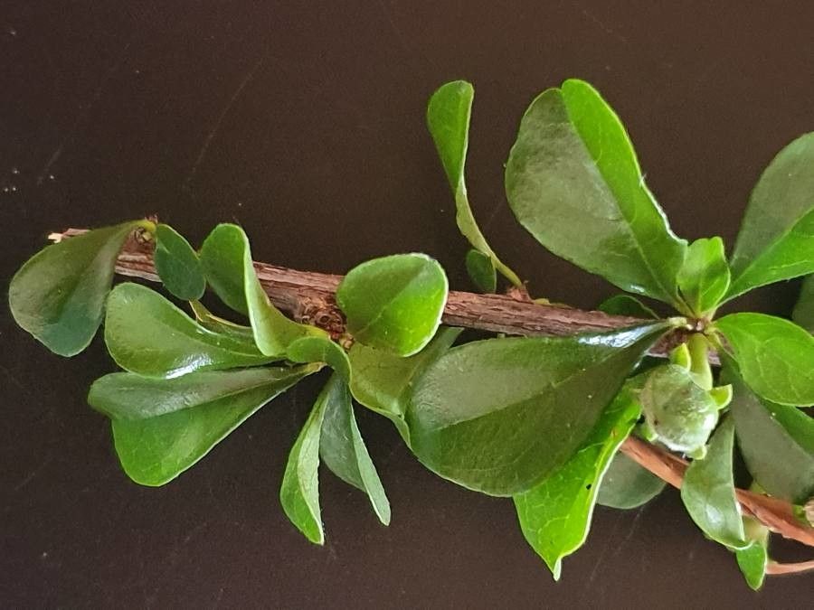 Turraea parvifolia leaf