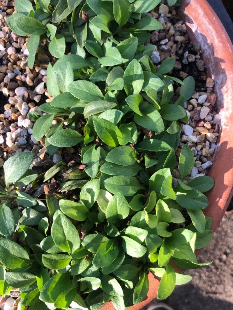 Prunella hyssopifolia leaf