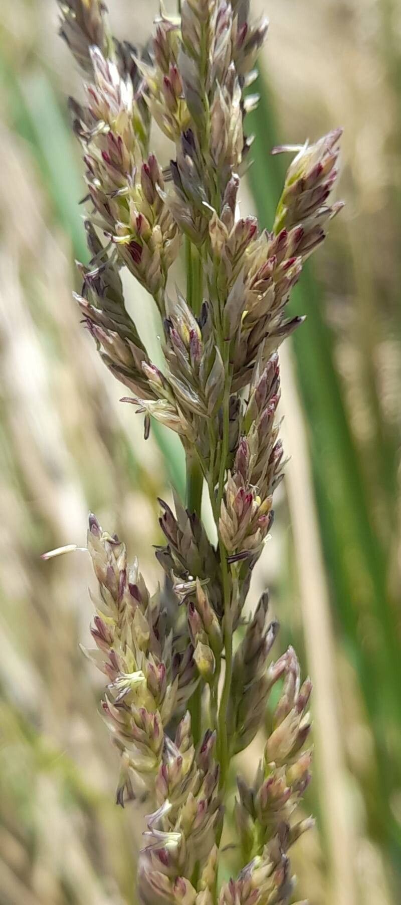 Poa stuckertii flower
