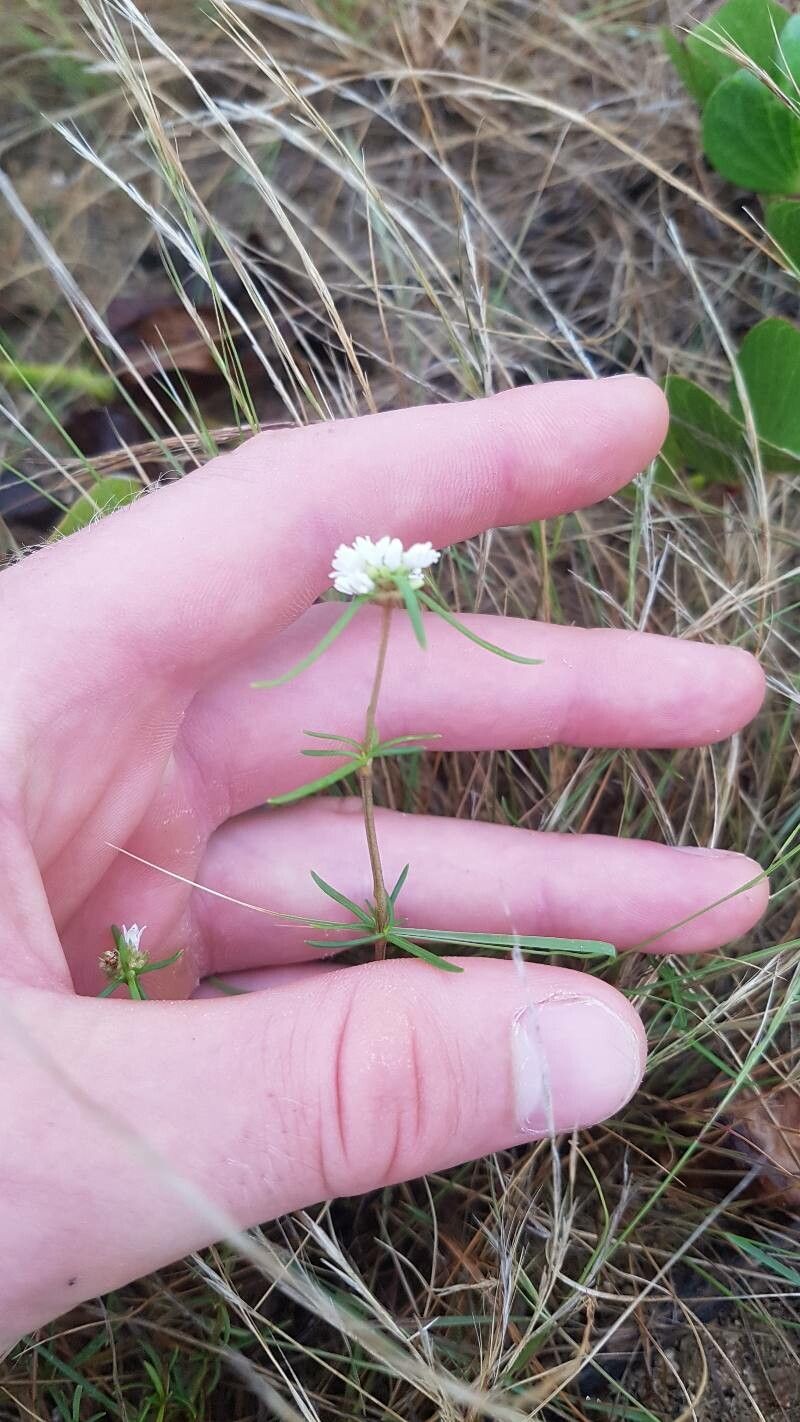 Spermacoce suaveolens — search result for 'Spermacoce'