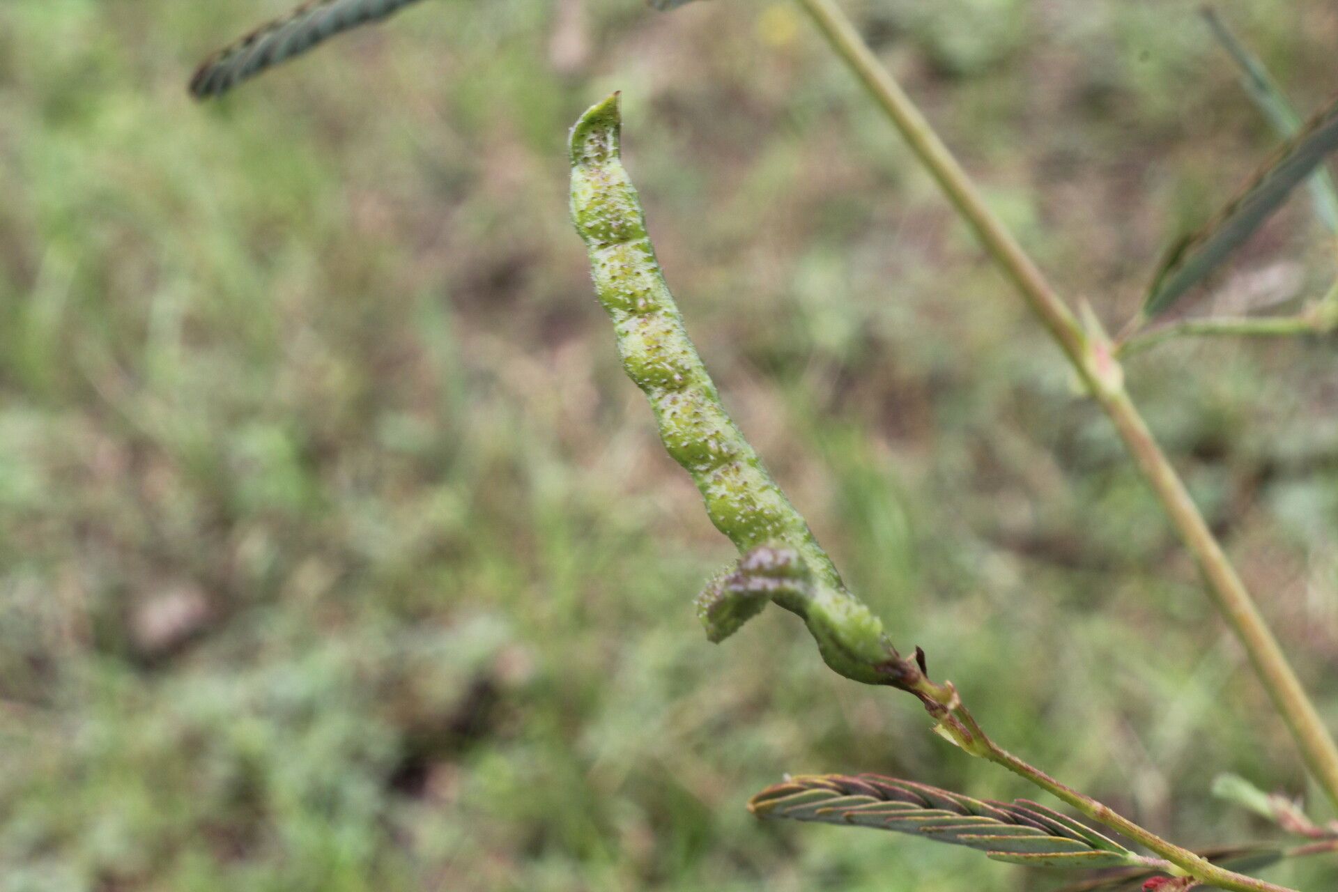 Aeschynomene rudis fruit
