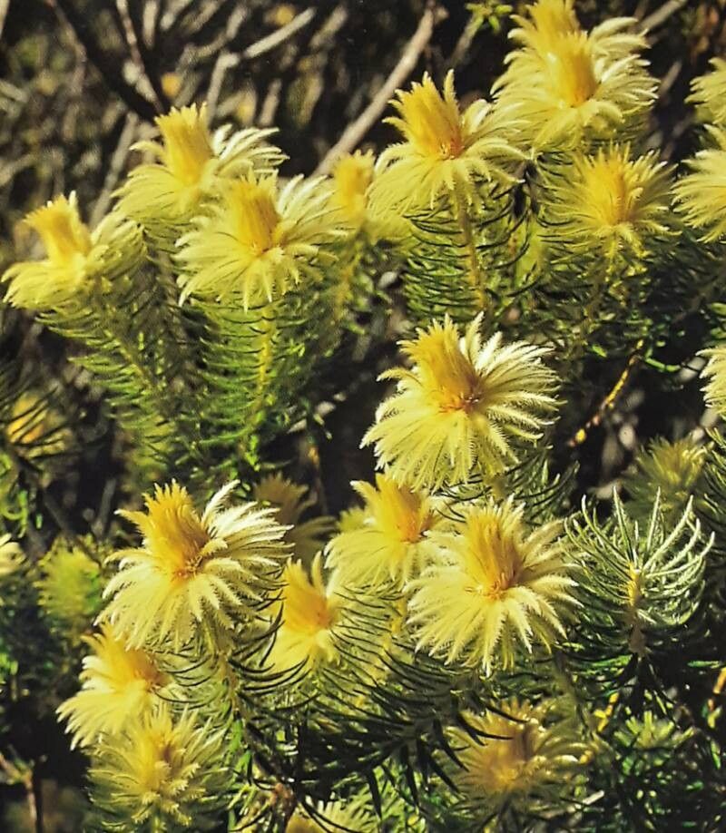 Phylica plumosa — houseplant care guide