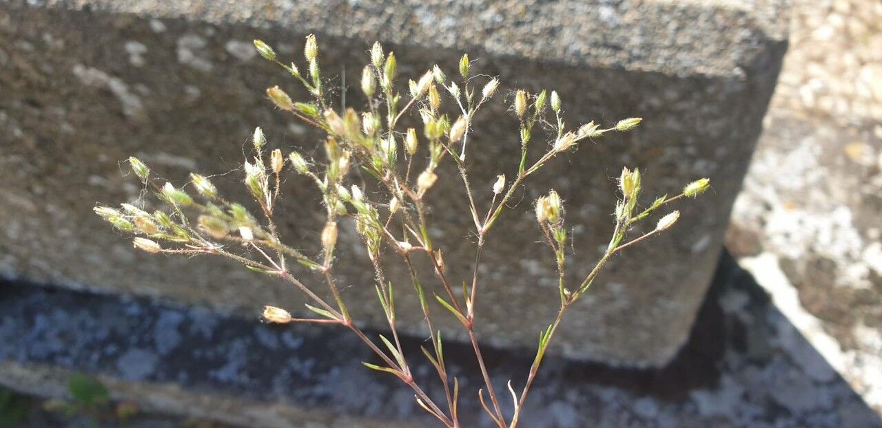 Minuartia hybrida flower