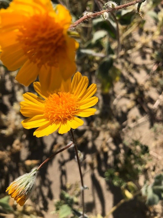 Geraea canescens — houseplant care guide