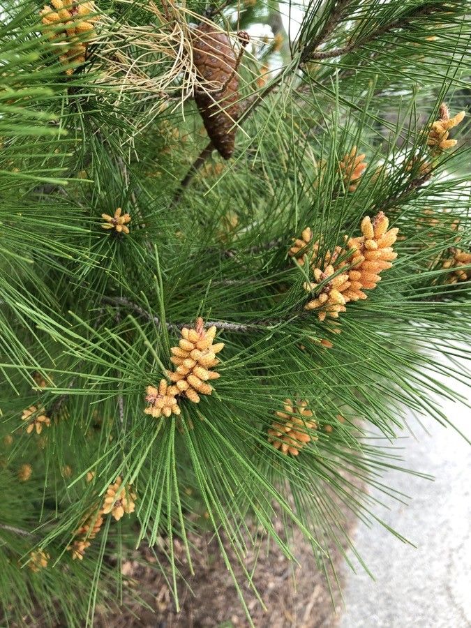 Pinus halepensis