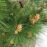 Pinus halepensis
