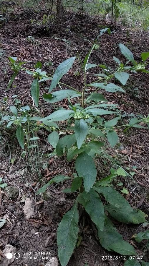 Carpesium cernuum habit