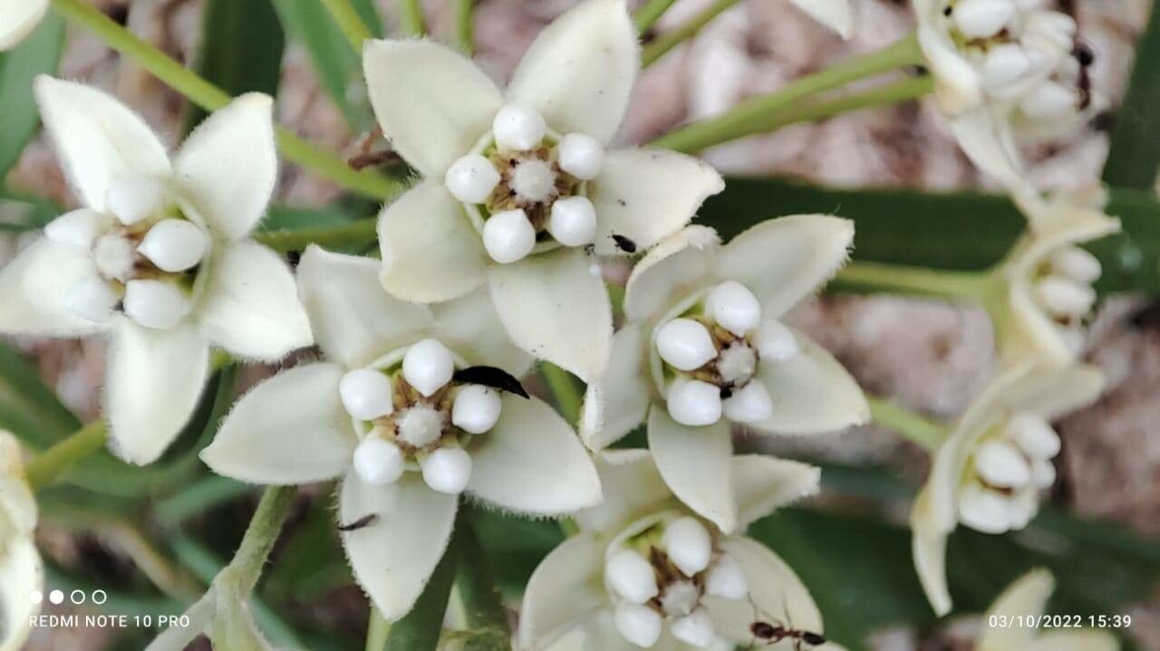 Funastrum clausum — related species from the same genus