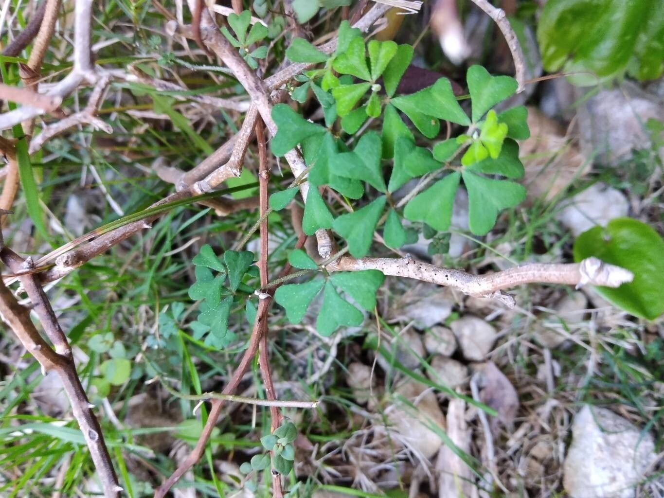 Lotus tetraphyllus leaf