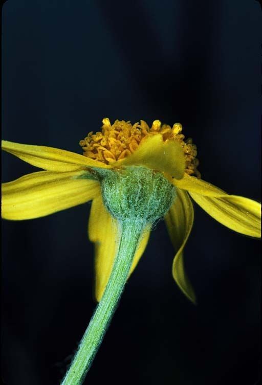 Pseudobahia bahiifolia — related species from the same genus