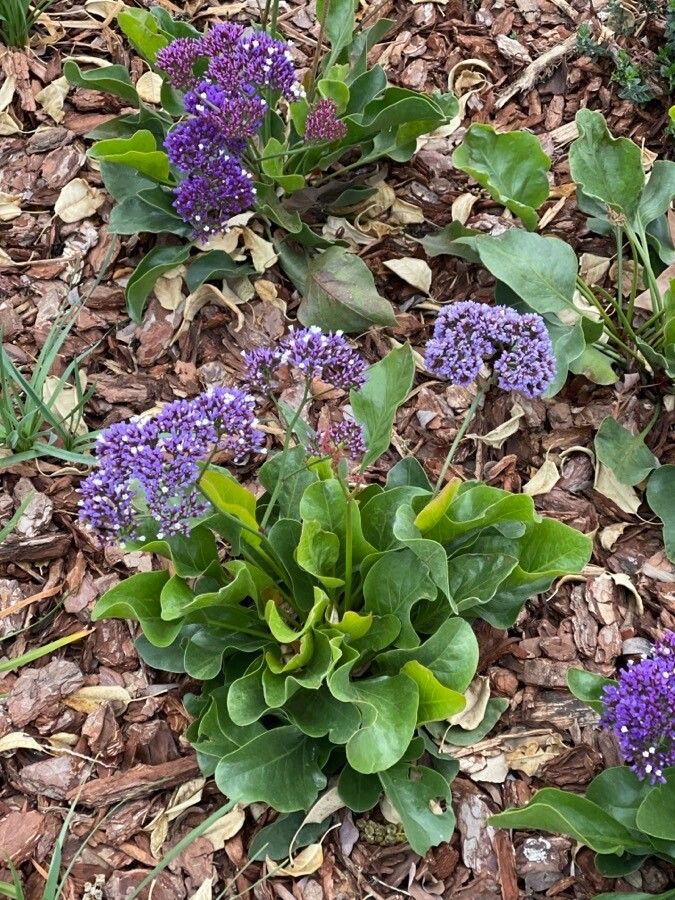 Limonium sventenii flower