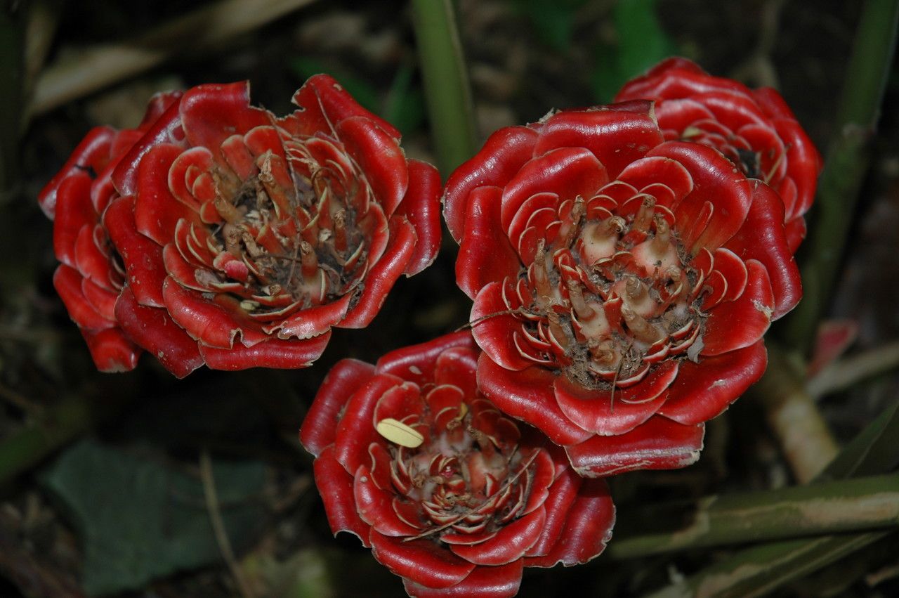 Etlingera corneri — search result for 'Zingiberaceae'