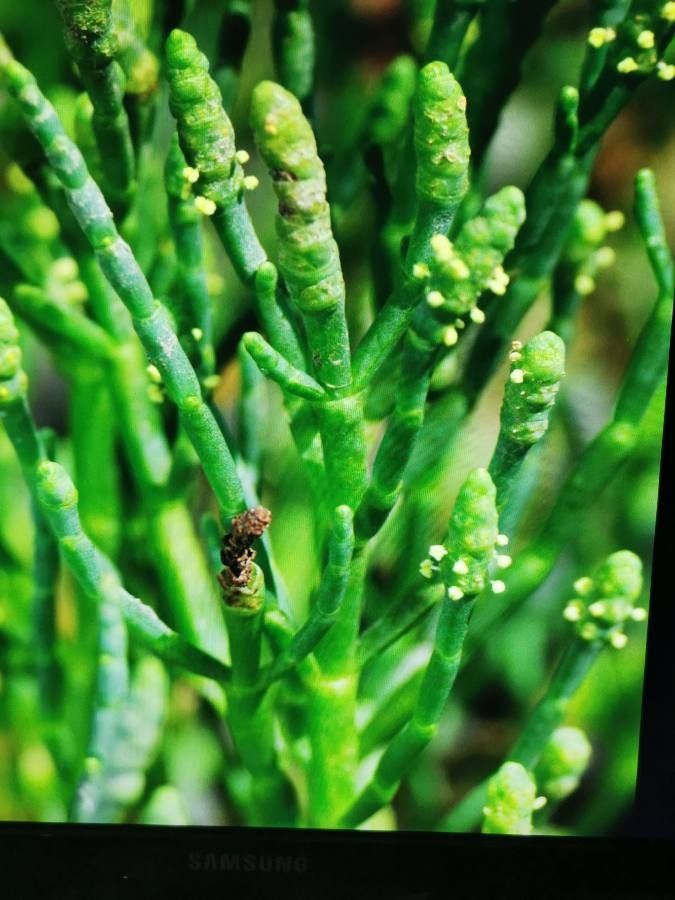 Arthrocnemum subterminale — related species from the same genus