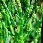 Arthrocnemum subterminale