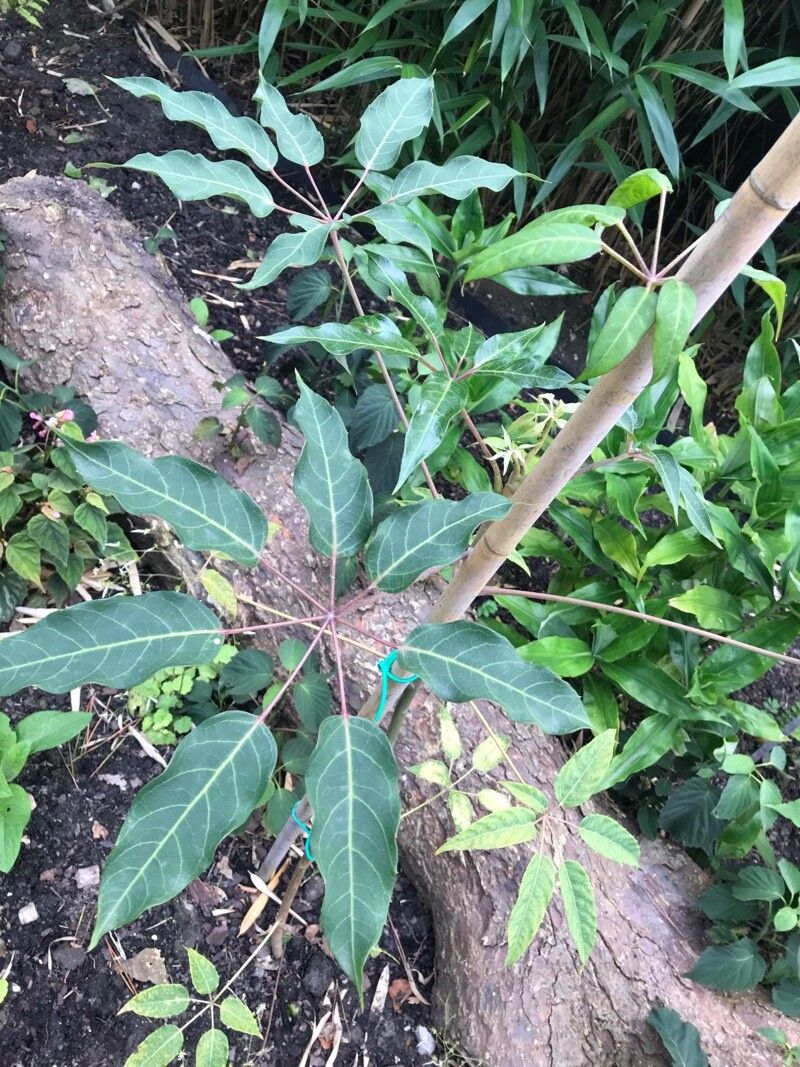 Heptapleurum chapanum — search result for 'Heptapleurum'