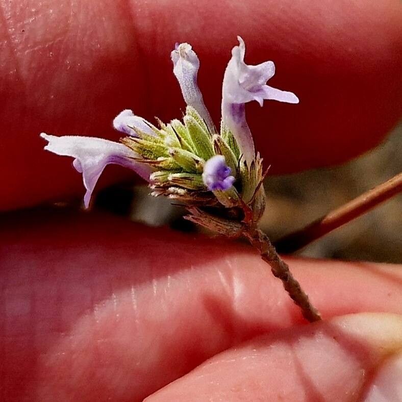 Lavandula dhofarensis flower