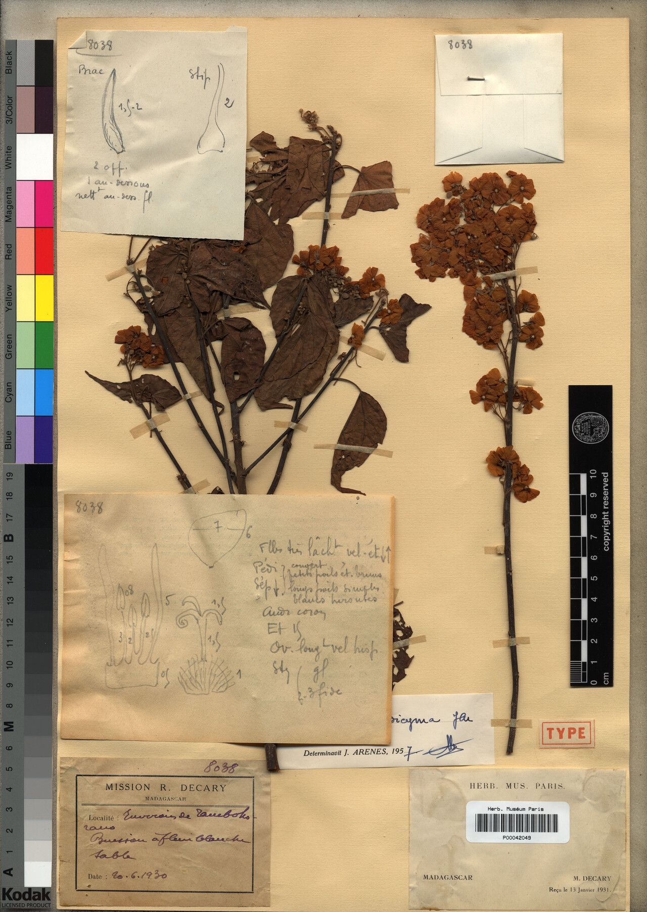 Dombeya hispidicyma — houseplant care guide