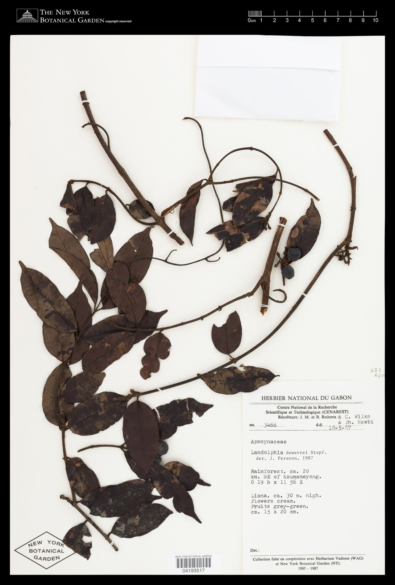 Landolphia dewevrei habit