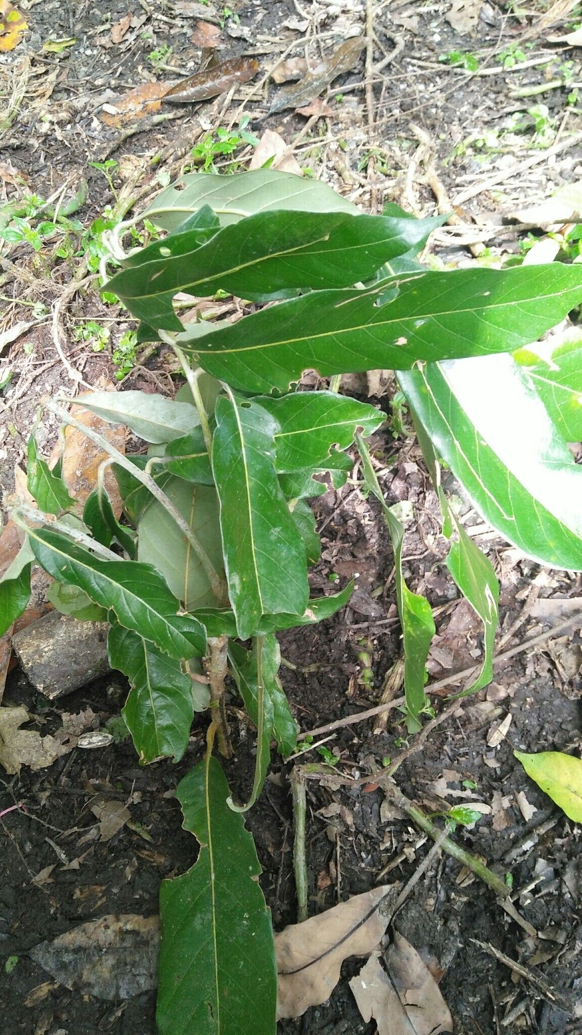 Lithocarpus lepidocarpus — houseplant care guide