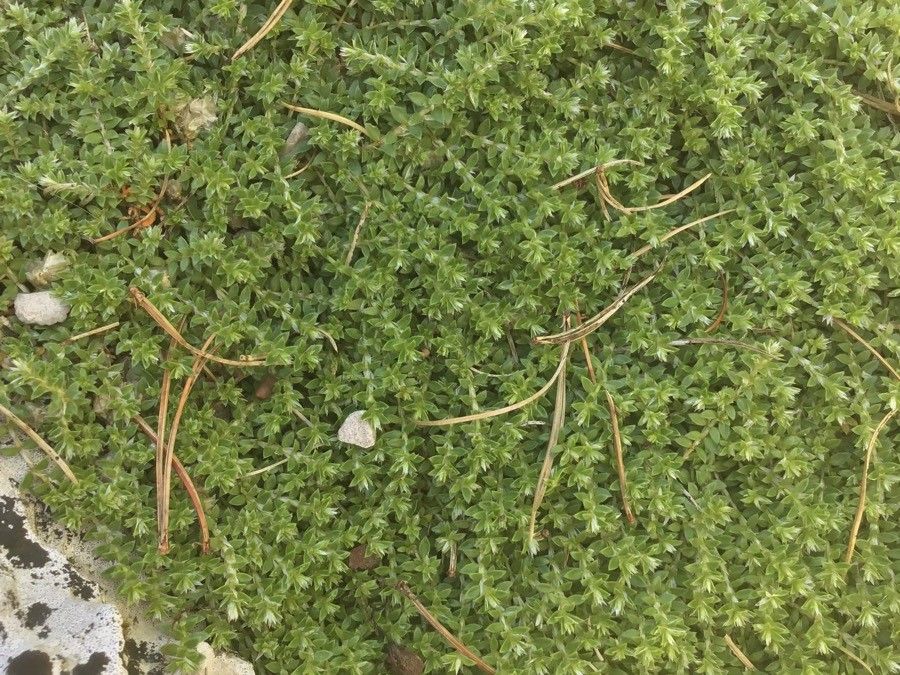 Paronychia kapela leaf