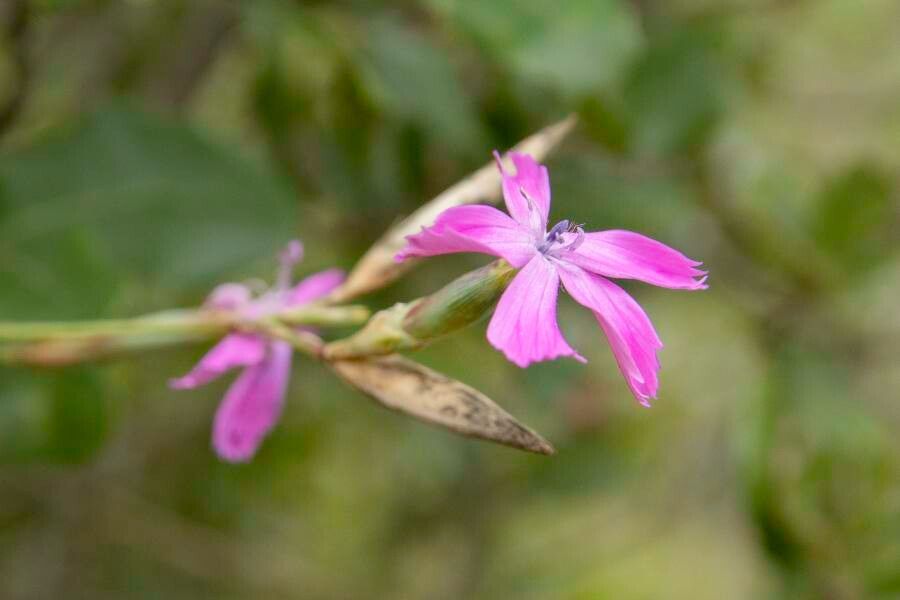 Dianthus cintranus — houseplant care guide