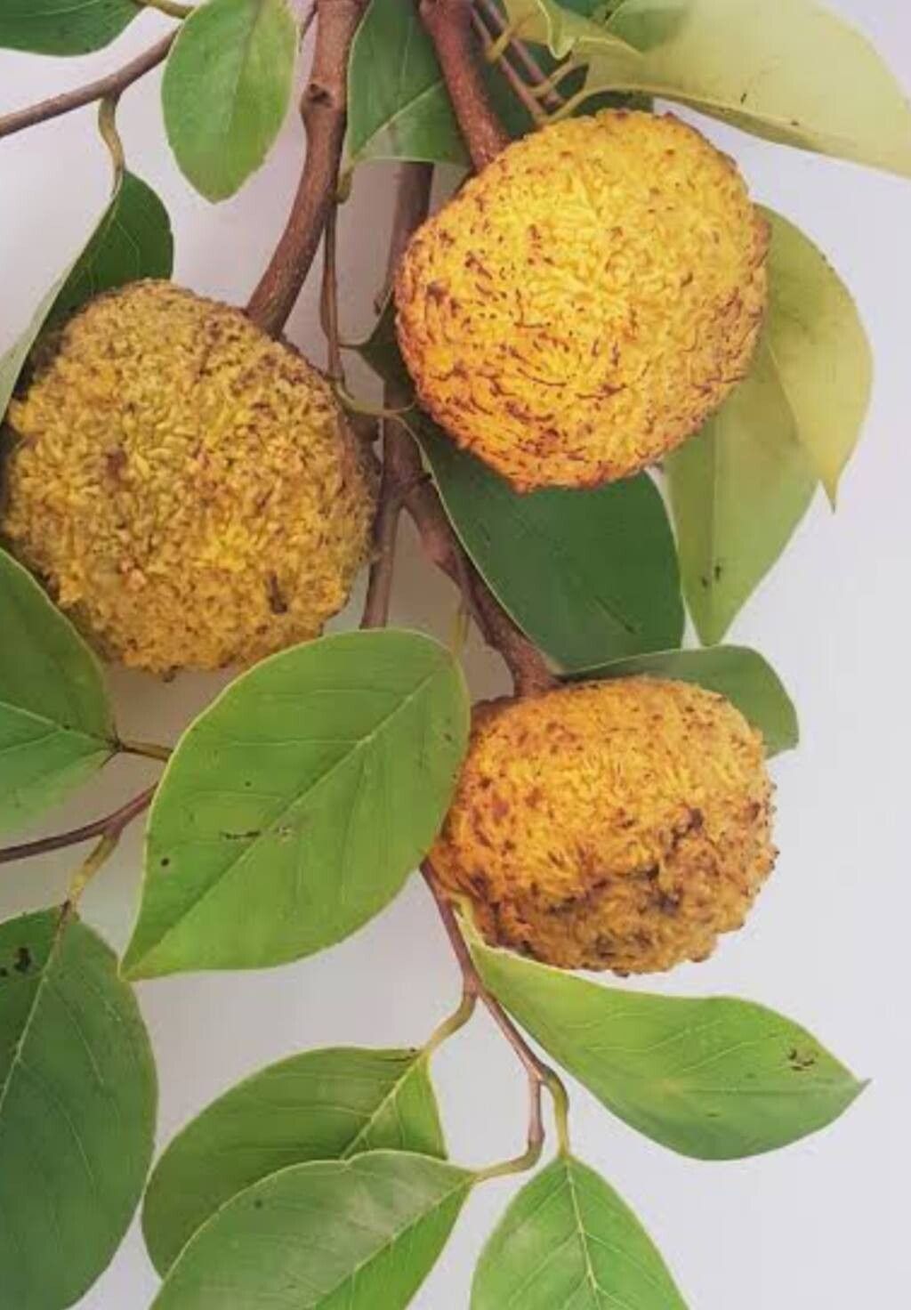 Annona neoinsignis fruit