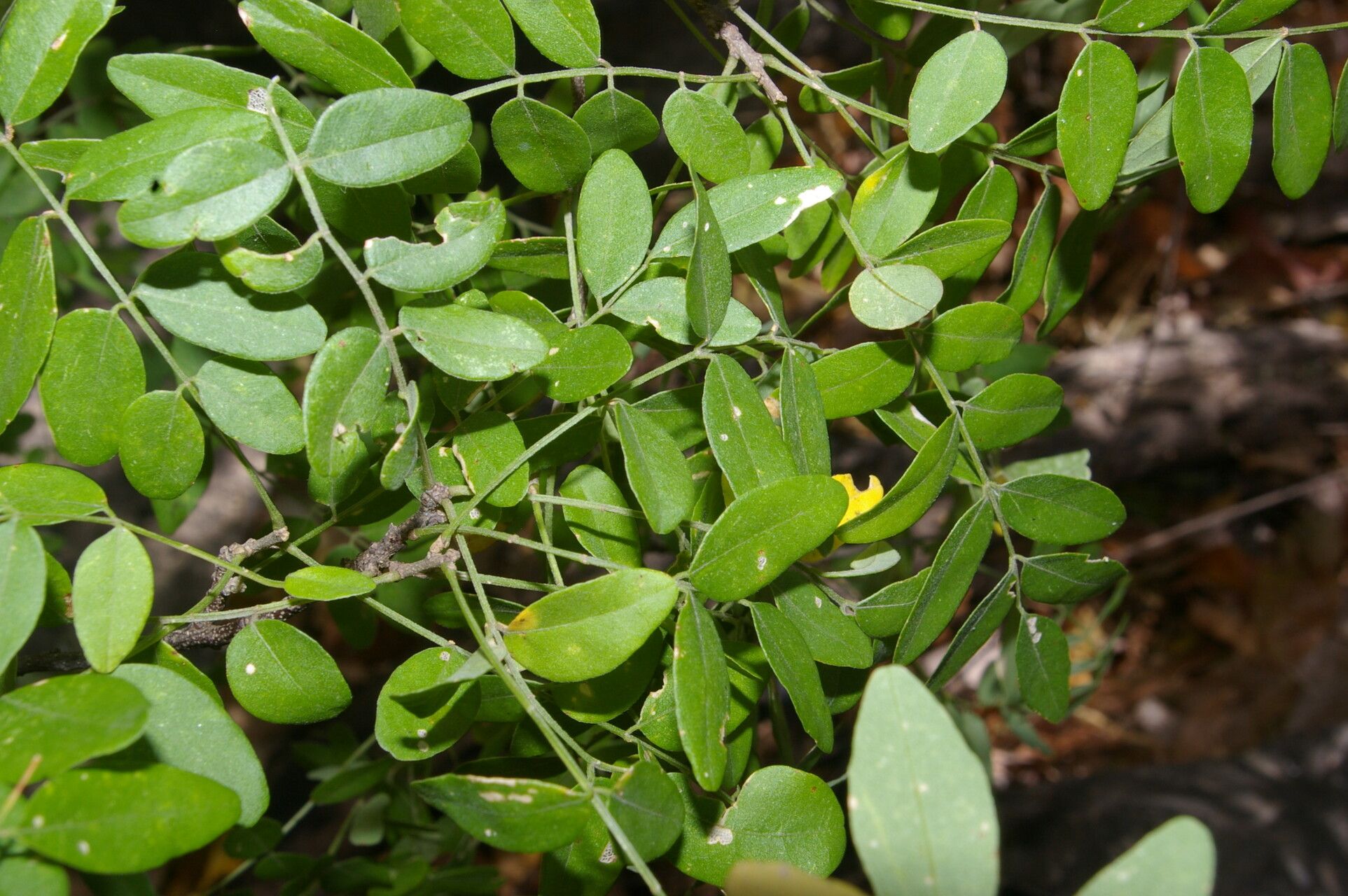 Lonchocarpus hughesii — houseplant care guide