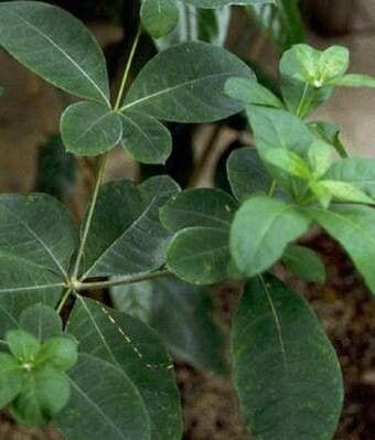 Rauvolfia verticillata — search result for 'Rauvolfia'