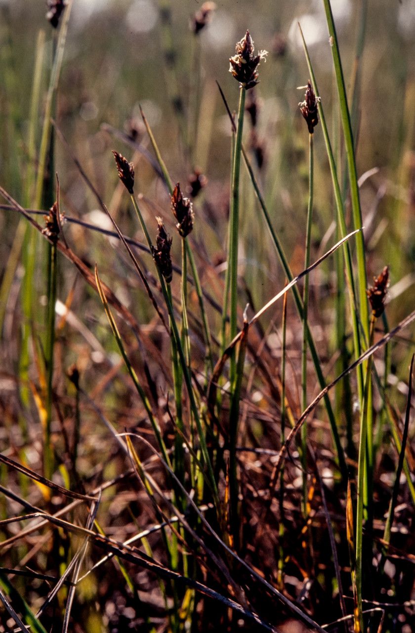 Carex chordorrhiza — houseplant care guide