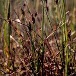 Carex chordorrhiza