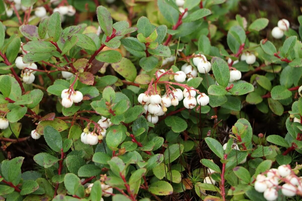 Gaultheria pyroloides fruit