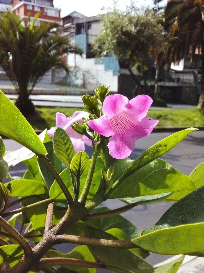 Delostoma integrifolium flower