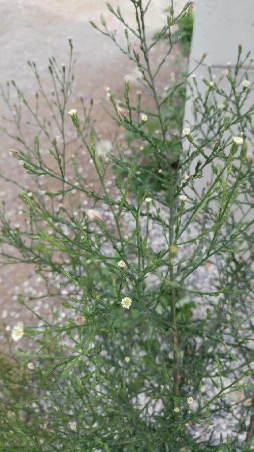 Aster squamatus bark