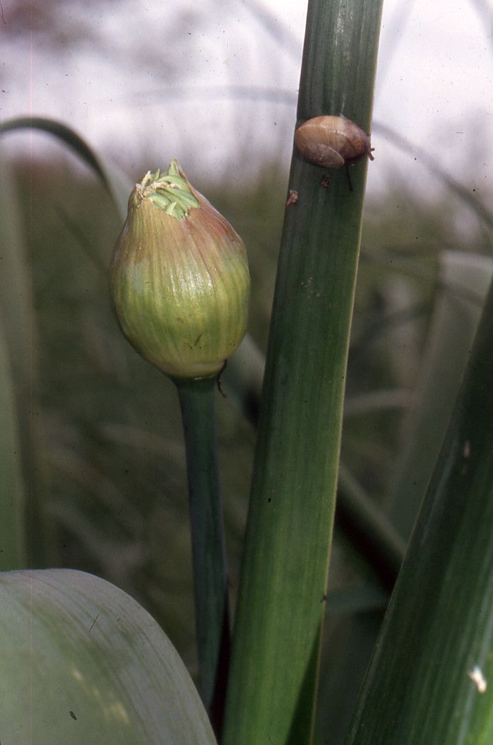 Allium nigrum