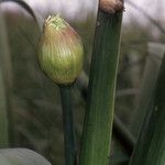 Allium nigrum