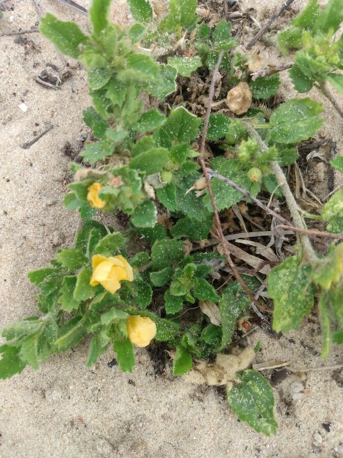 Sida abutifolia habit