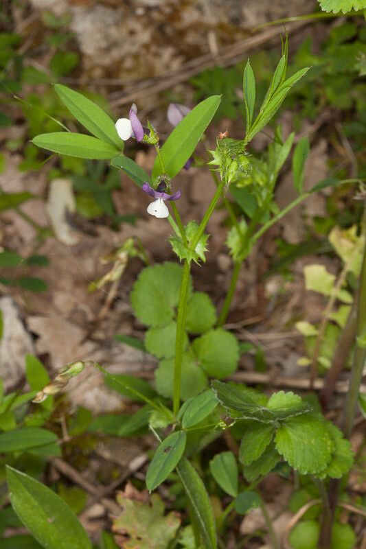 Vicia bithynica leaf