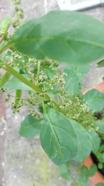 Amaranthus polygonoides flower