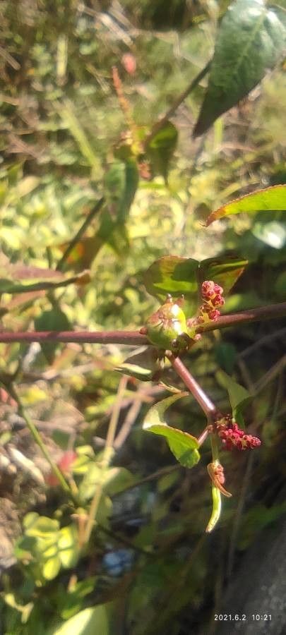 Ludwigia palustris fruit