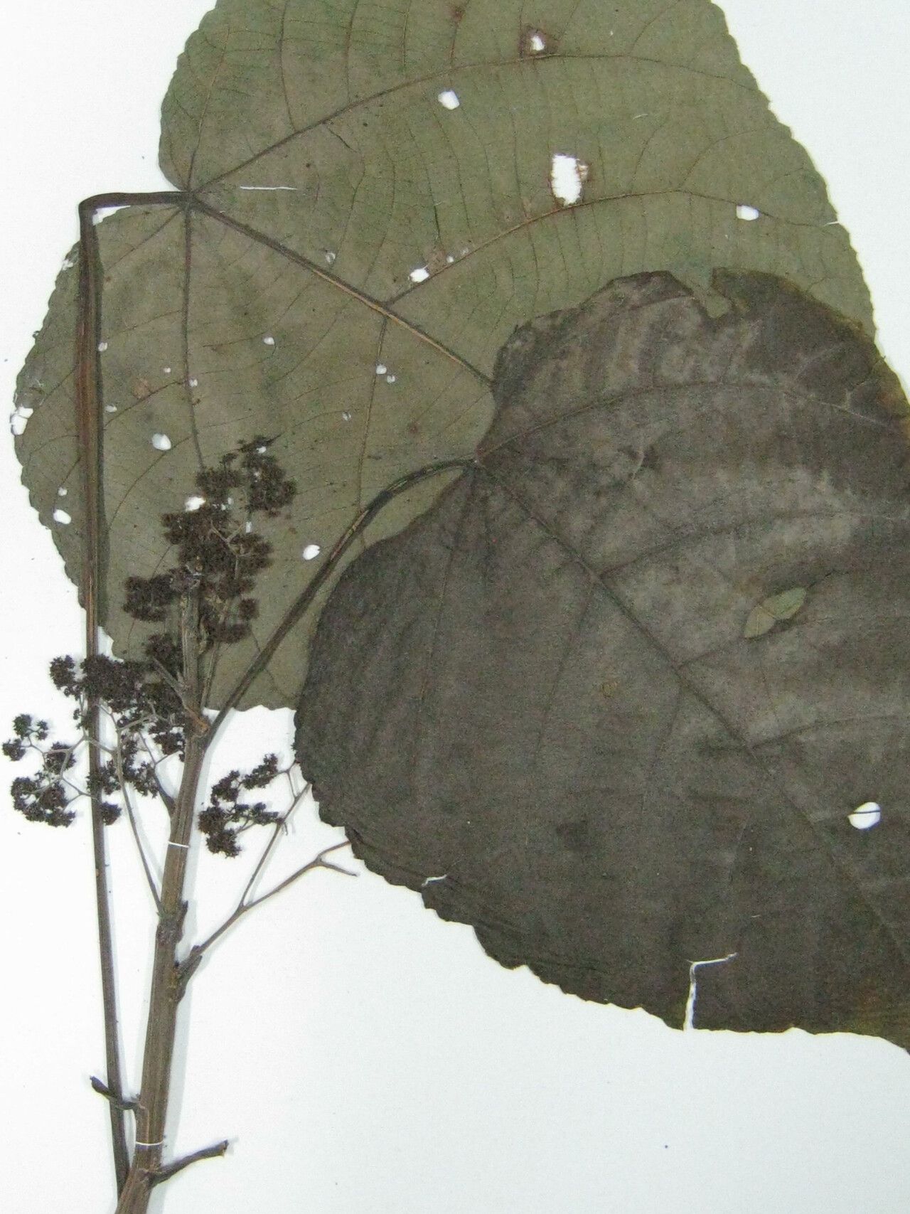 Urera caracasana other