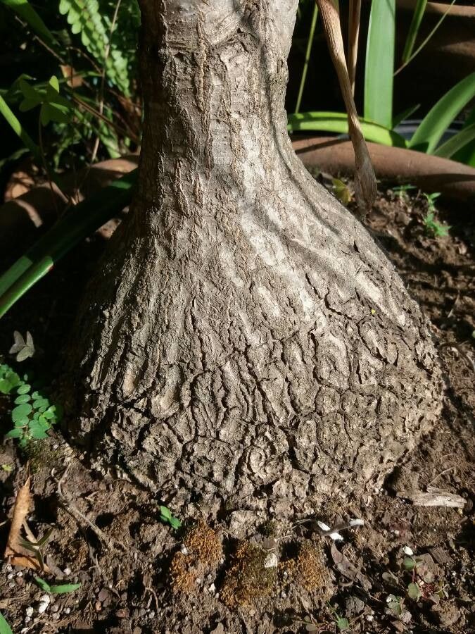 Beaucarnea gracilis bark