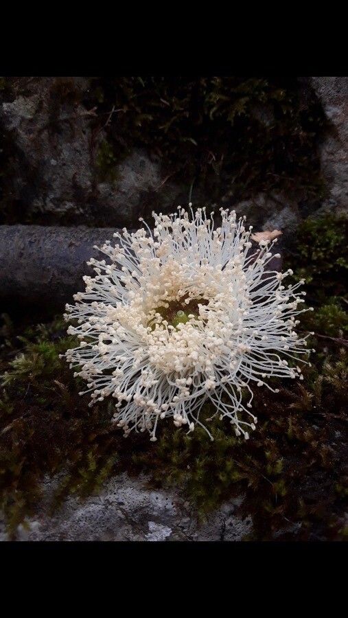 Angophora hispida flower