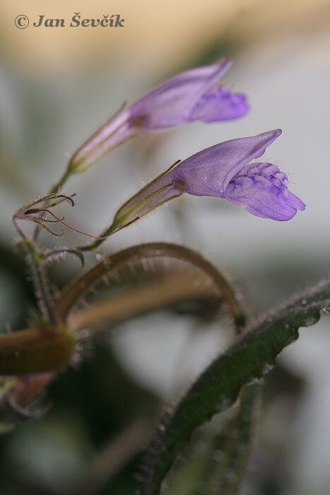 Hygrophila corymbosa flower